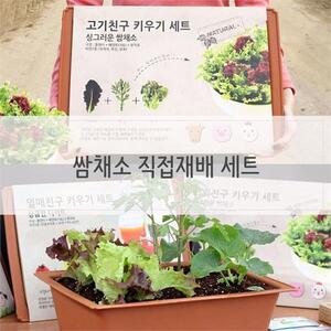 키우기쉬운식물 베란다텃밭 화분 쌈채소 재배세트